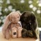 Peluche Lapin Noisette marron 32 cm – Le Lapin – Histoire d'Ours
